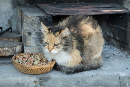 Tricolor cat lies by outdoor rustic hearth closeupの写真素材