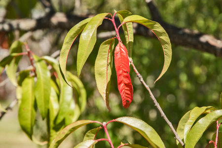 Branch with autumn leaves of peach tree closeup in sunny day