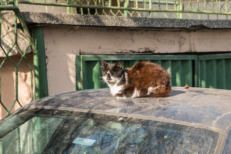 Stray street cat lying on car roof closeupの写真素材