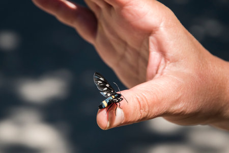 Black butterfly landing on woman's hand finger closeup