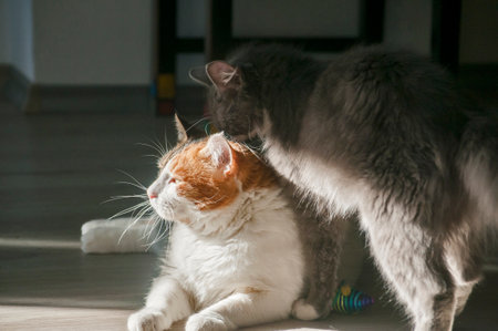 Two domestic cats play on house floorの写真素材