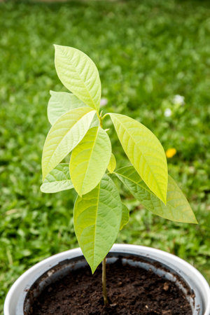 Pot with young avocado tree shoot closeup in house gardenの写真素材