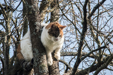 Cat climbed among tree branches on sky backgroundの写真素材