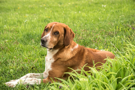 Scent hound dog closeup on green grass meadowの写真素材