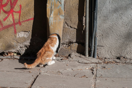 Adorable street stray cat closeup in sunny dayの写真素材