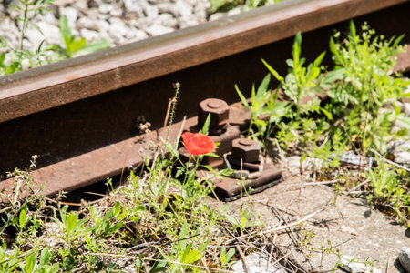 Wild poppy flower bloomed along abandoned train lineの写真素材