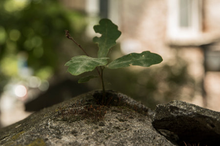 Newly sprouted oak tree on stone fence closeup