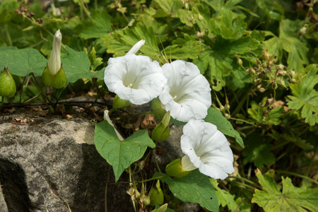 Morning glory Calystegia silvatica flower closeup on stone wallの写真素材