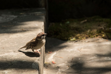 Sparrow perched on stone steps on sunny summer day