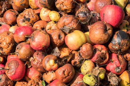 Pile of rotten apples closeup in sunny autumn dayの写真素材