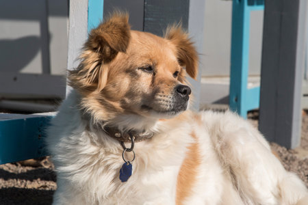 Adorable female mongrel dog closeup on beach sand