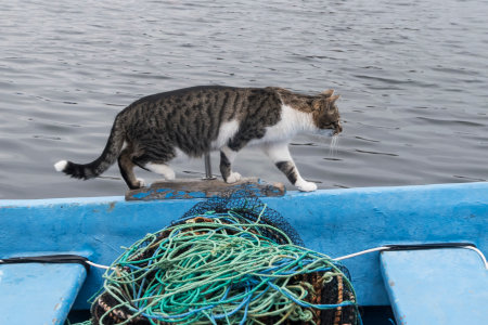 Female street cat on sea fishing boatの写真素材