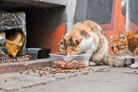 Caring for street stray urban catsの写真素材
