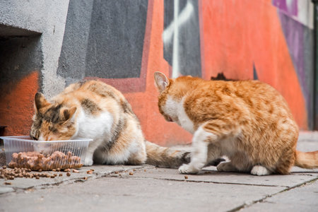Caring for street stray urban cats