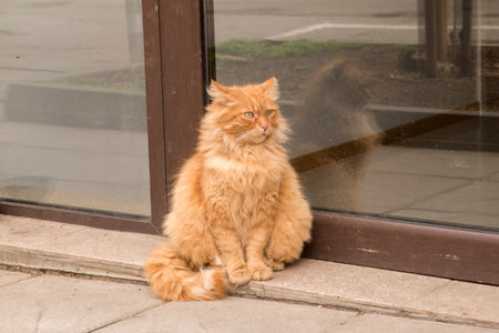 Adorable stray street ginger orange cat closeupの写真素材
