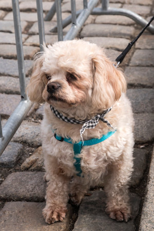 Adorable mixed breed dog closeup on street