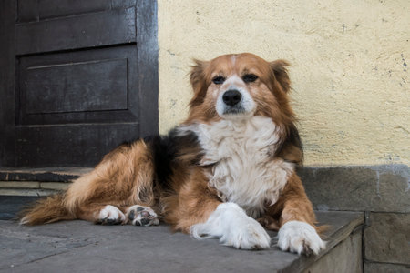 Portrait of a cute dog lying on the stairs. Portrait of mixed breed white and brown dog lying in...