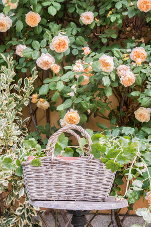Wicker basket with orange roses on the background of green plants.の写真素材