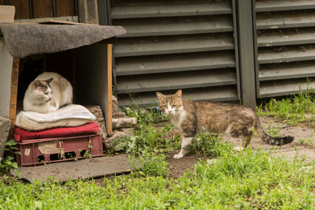 Street homeless cats in man makeshift shelterの写真素材