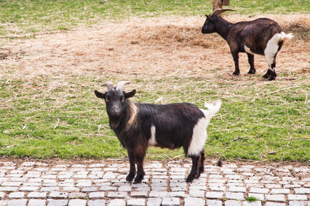 Black African Goat closeup in farm yardの写真素材