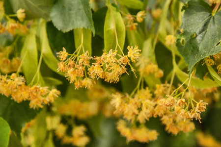 Linden blossom on a linden tree branch closeup as floral background