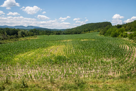 Landscape with field of newly sprouted maize on sunny summer dayの写真素材