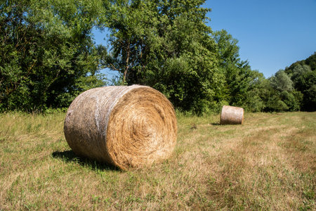 Round bales of hay on a meadow in the countrysideの写真素材