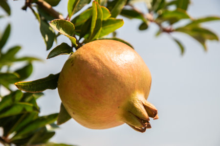Ripening orange pomegranate fruit on a tree branch closeupの写真素材