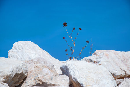 Dry plant on white rocks against the blue sky as nature backgroundの写真素材