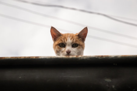 Cat sits on old country house roof and looks at the cameraの写真素材