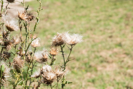 Blossomed thistle flower in the countryside closeup on sunny summer day. (Cirsium vulgare)