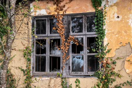 Old grunge broken window with ivy on the wall of the abandoned house in autumn timeの写真素材