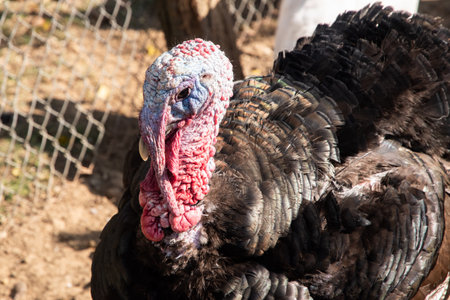 Portrait of a turkey on the farm. Selective focus.