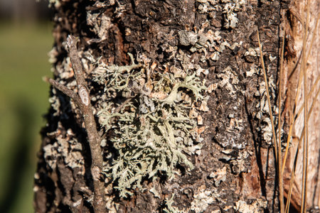 Iceland moss lichen on tree branch closeupの写真素材