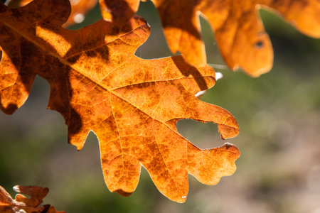 Oak tree leaves lit by setting autumn sun closeup as natural background