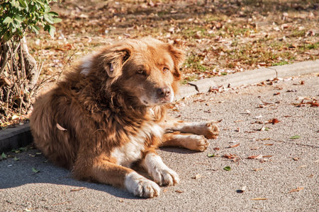 Portrait of big red stray dog lying on alley surface in parkの写真素材