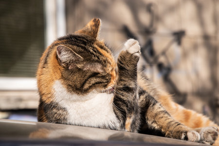 Domestic cat lying on the roof of a car in the cityの写真素材