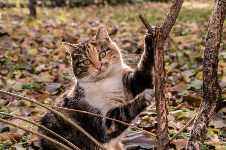 Cute cat playing with dry leaves in autumn garden. Selective focus.の写真素材