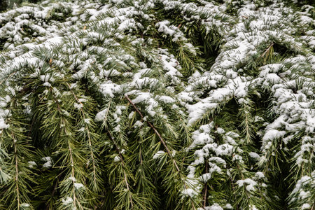 Green pine branches covered with snow in the winter forest closeup as Christmas backgroundの写真素材
