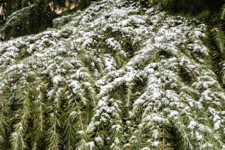 Green pine branches covered with snow in the winter forest closeup as Christmas backgroundの写真素材