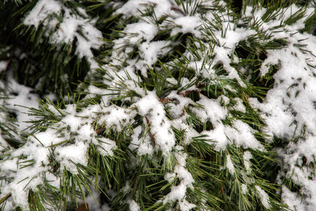 Green pine branches covered with snow in the winter forest closeup as Christmas backgroundの写真素材