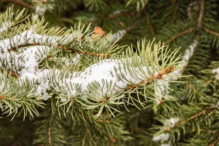 Green pine branches covered with snow in the winter forest closeup as Christmas background