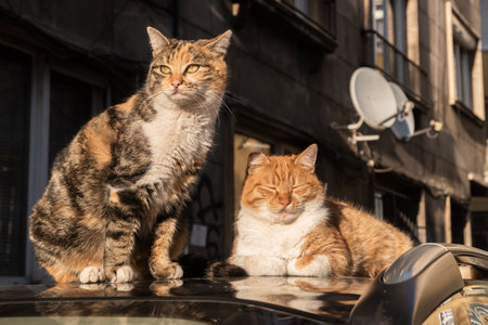 Two adorable street cats on car roof closeup on autumn sunny day