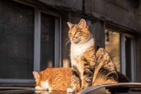 Two adorable street cats on car roof closeup on autumn sunny day