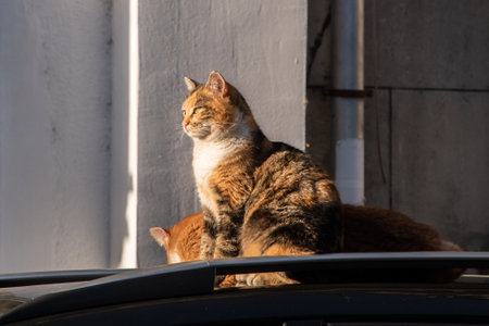 Beautiful street tricolor cat on car roof closeup on sunny day