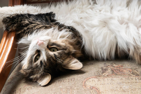 Adorable young female cat laying on home chair closeupの写真素材