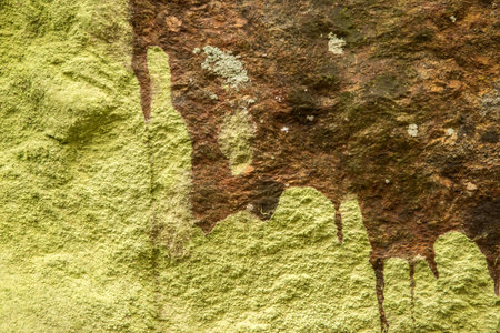 Green moss and lichen on mountain rock surface closeup as natural backgroundの写真素材