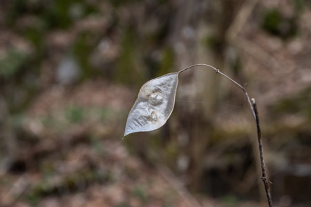 One year dry silver leaf Lunaria annua. Annual honesty plant.