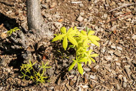 Castor aralia Kalopanax young green tree sprouts leaves closeupの写真素材