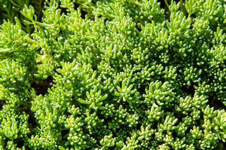 Green succulent plant in the garden. Close-up background.の写真素材